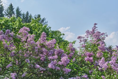 When to Plant a Lilac Tree? Features and Care Guide