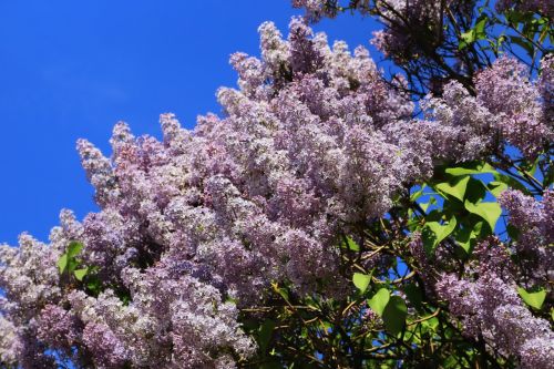 When to Plant a Lilac Tree? Features and Care Guide