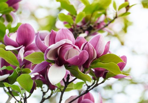 Manolya Ağacı Bakımı