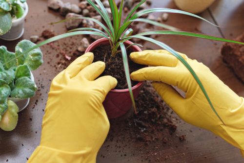 Mevsim Geçişlerinde Bitki Bakımı Rehberi