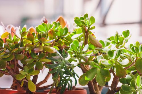 Money Plant (Crassula) Care Guide