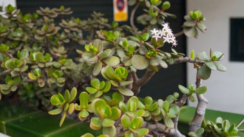 Money Plant (Crassula) Care Guide