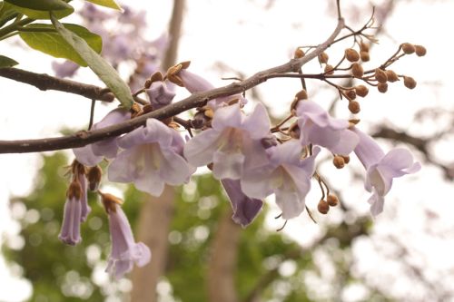 Paulownia Tree: Characteristics and Story