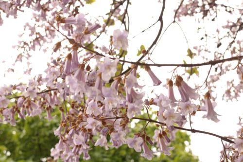 Paulownia Tree: Characteristics and Story