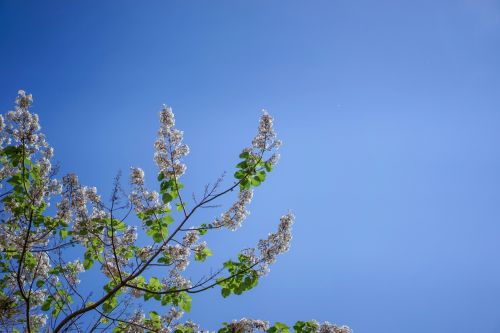 Paulownia Tree: Characteristics and Story