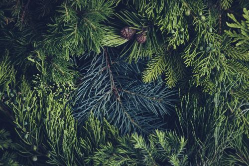 Uses of Evergreen Trees in Landscape Design