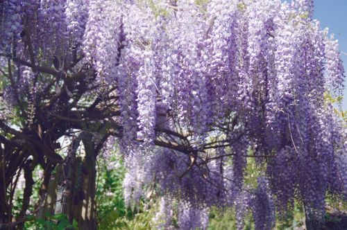Salkım/Wisteria Nasıl Yetiştirilir?
