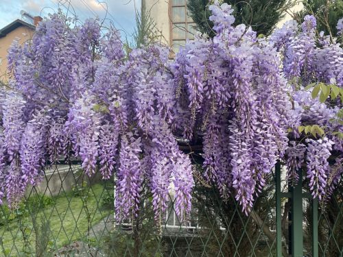 Salkım/Wisteria Nasıl Yetiştirilir?