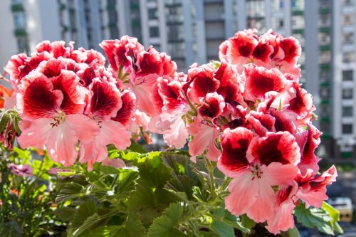 How to Care for Geraniums? Tips from Pots to Garden Beds