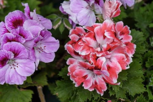 How to Care for Geraniums? Tips from Pots to Garden Beds