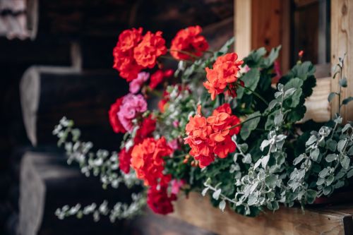 How to Care for Geraniums? Tips from Pots to Garden Beds