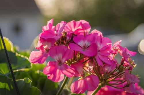 How to Care for Geraniums? Tips from Pots to Garden Beds