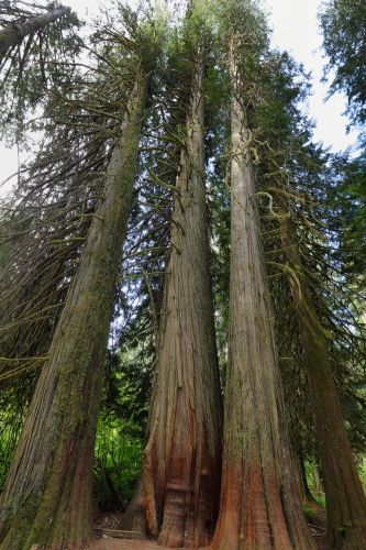 What Is the Cedar Tree? Features and Garden Uses