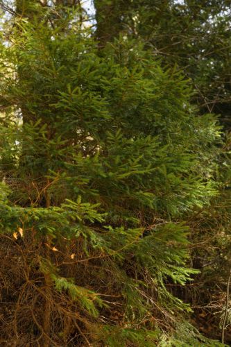What Is the Cedar Tree? Features and Garden Uses