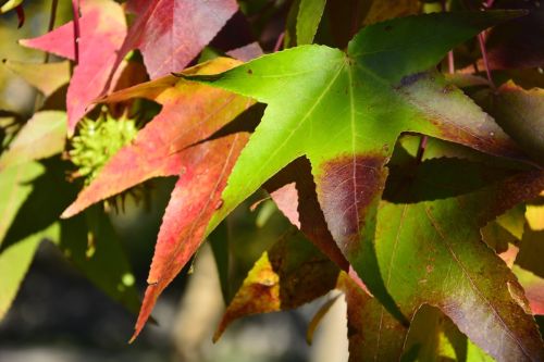 Sweetgum Tree: A Unique Natural Treasure Native to Türkiye