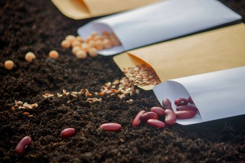 Tohum Çimlendirme Nasıl Yapılır?