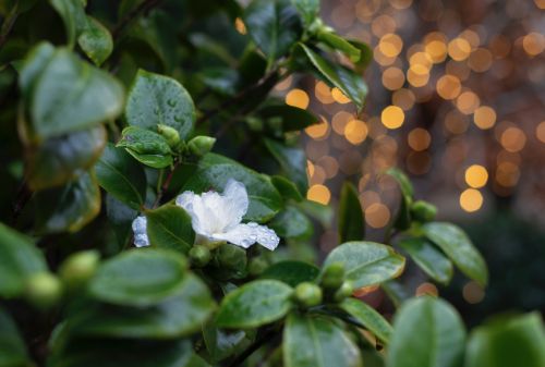Types and Characteristics of Jasmine Plants