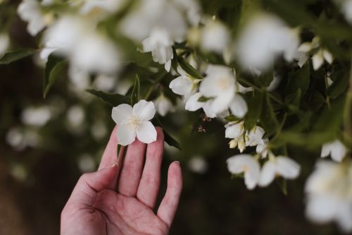 Types and Characteristics of Jasmine Plants