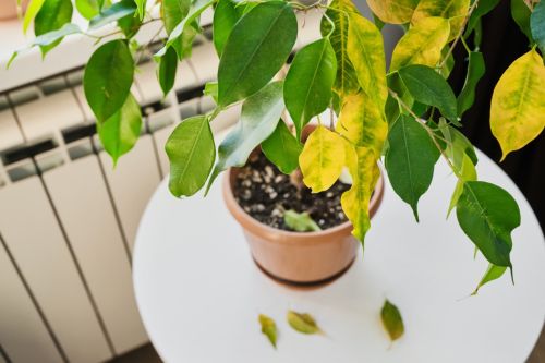 Yaygın Bitki Hastalıkları ve Doğal Çözümler