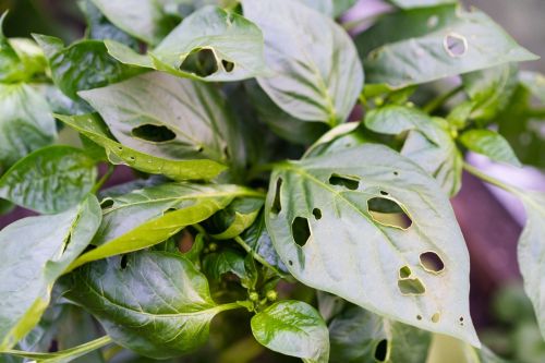 Yaygın Bitki Hastalıkları ve Doğal Çözümler