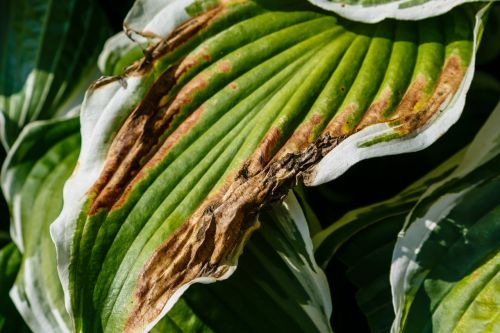 Yaygın Bitki Hastalıkları ve Doğal Çözümler