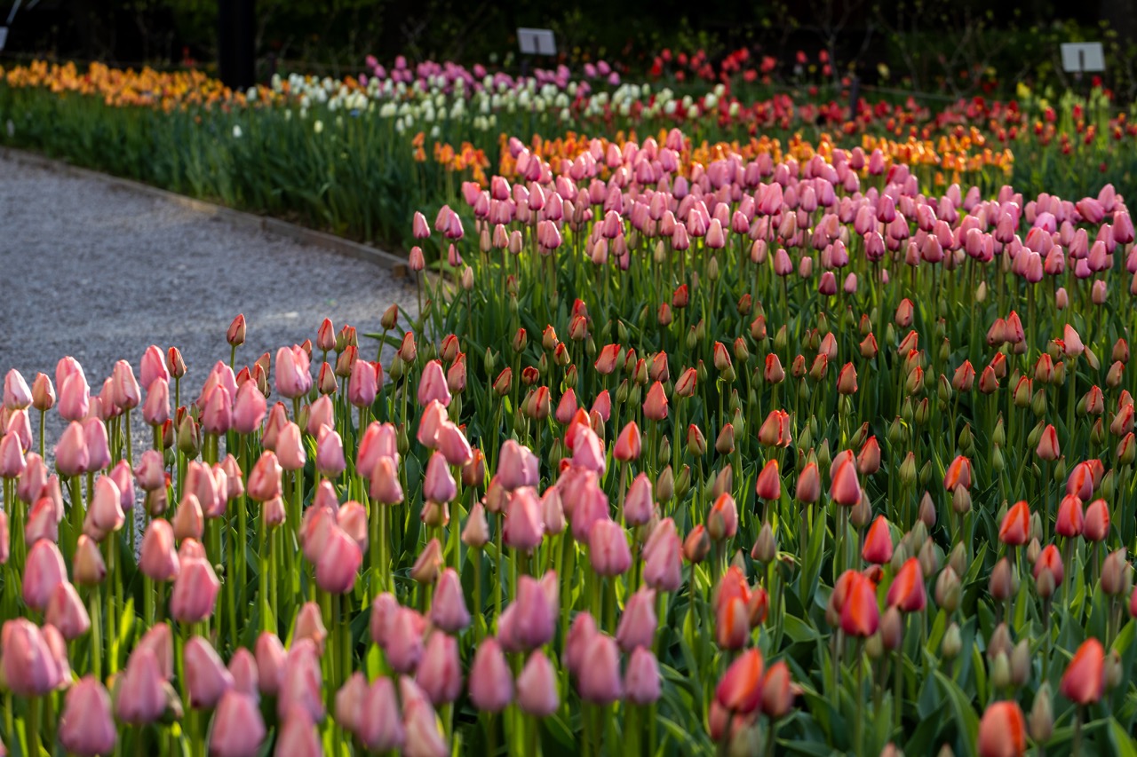 What Is the Tulip Festival? Where and When Is It Held?